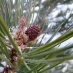 young pine cone